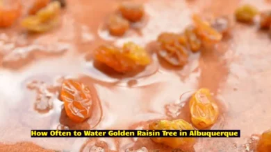 How Often to Water Golden Raisin Tree in Albuquerque