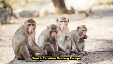 South Carolina Monkey Escape